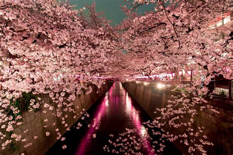 Cherry Blossom Season